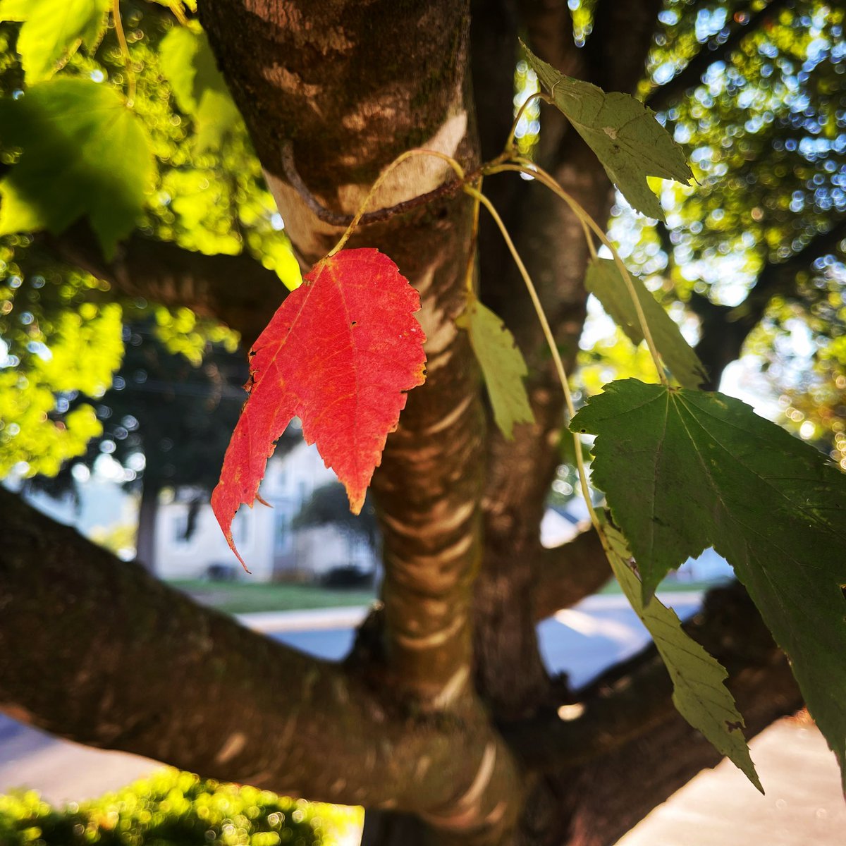 Maybe lonely now... but not for long!