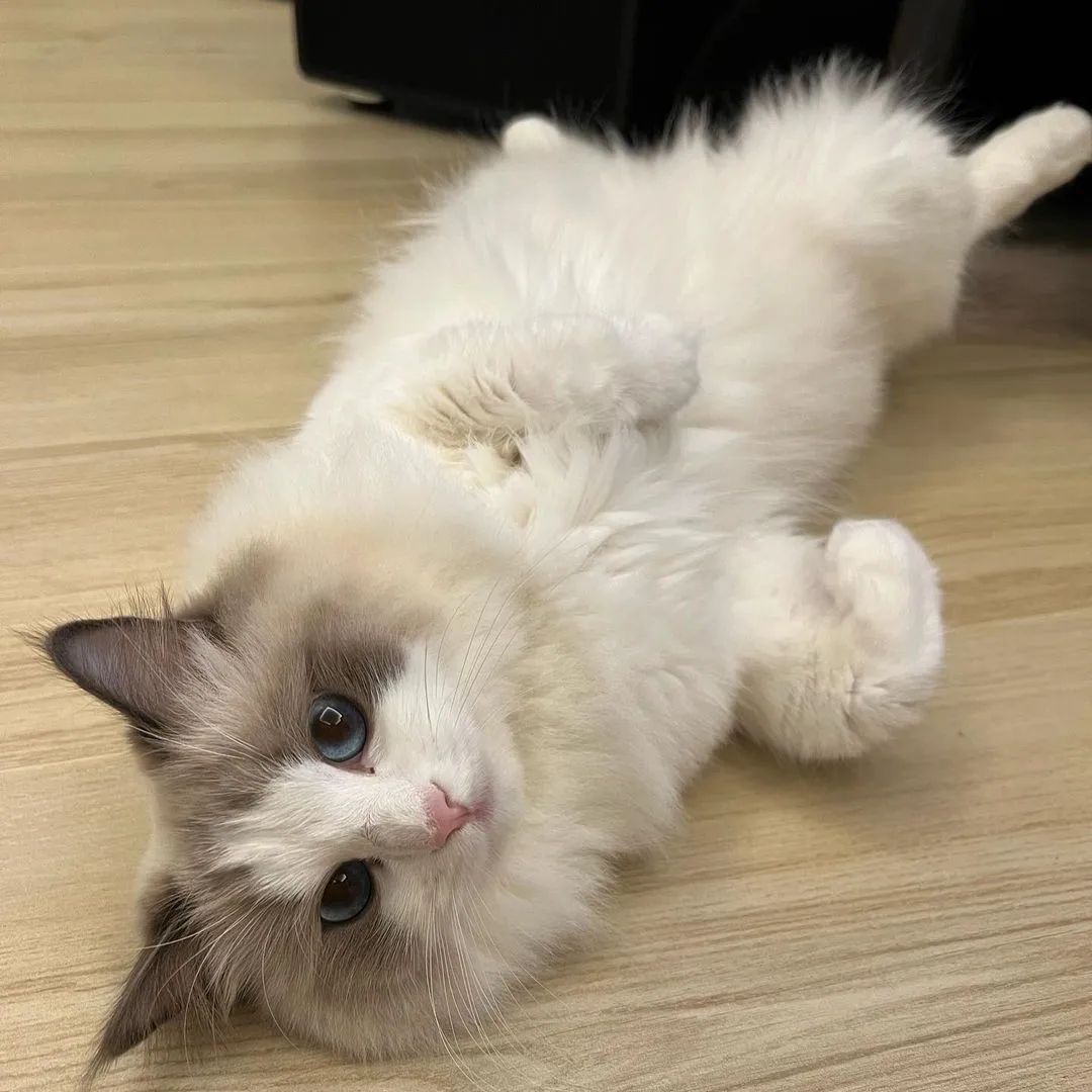 Ragdoll Cat Lovers Club (@ragdoll_club) / Posts / X