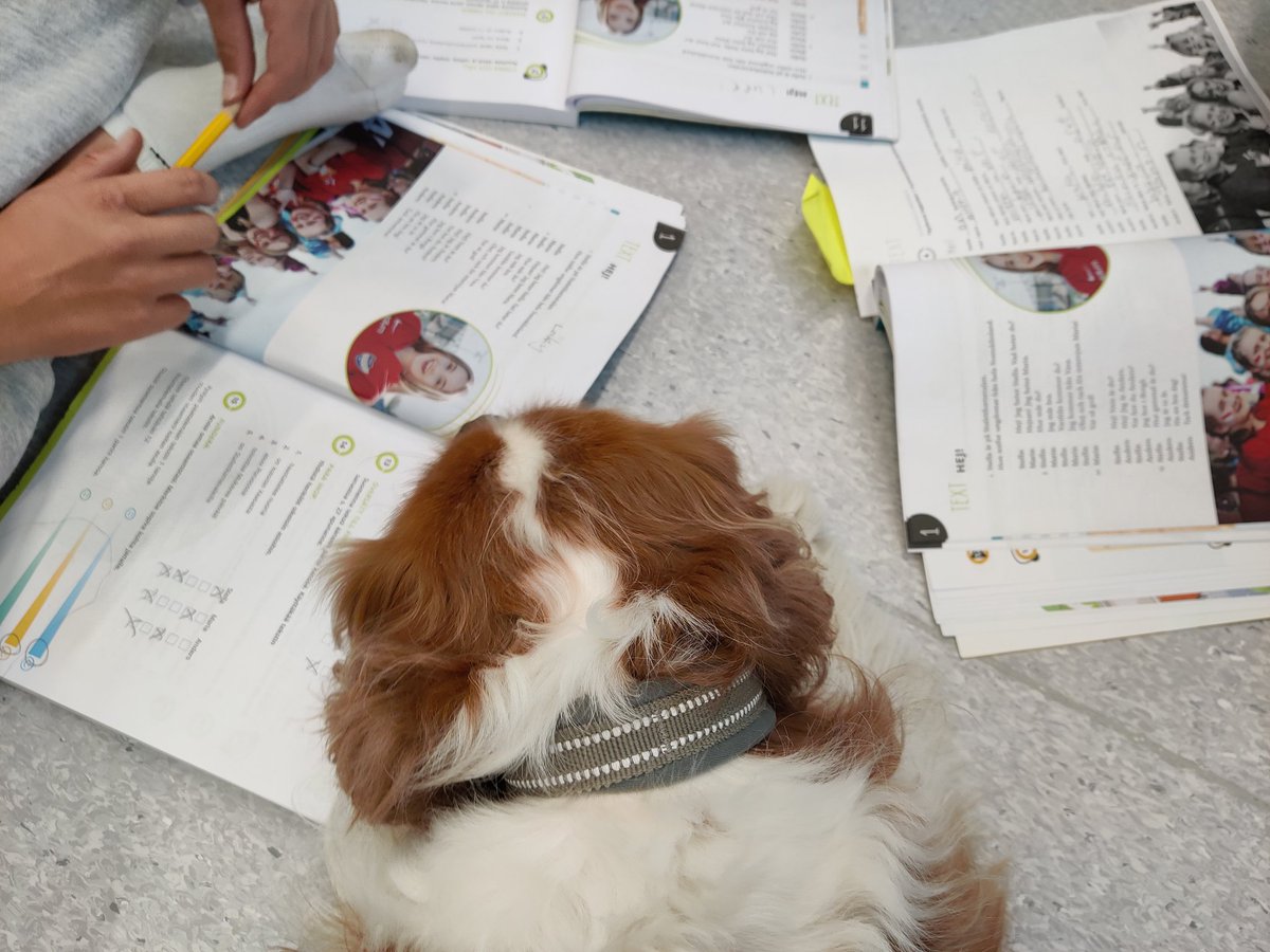 OVerkama's tweet photo. Oppimisen iloa puolin ja toisin lukukoirapäivänä. Svenska med Calle -  så kul! 🐶 https://t.co/0Kf43lasuk