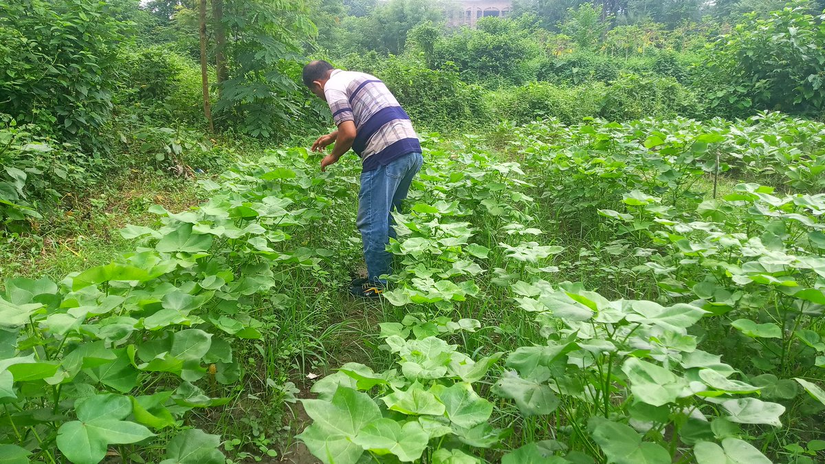 My cotton field. I have observed pest and disease.
