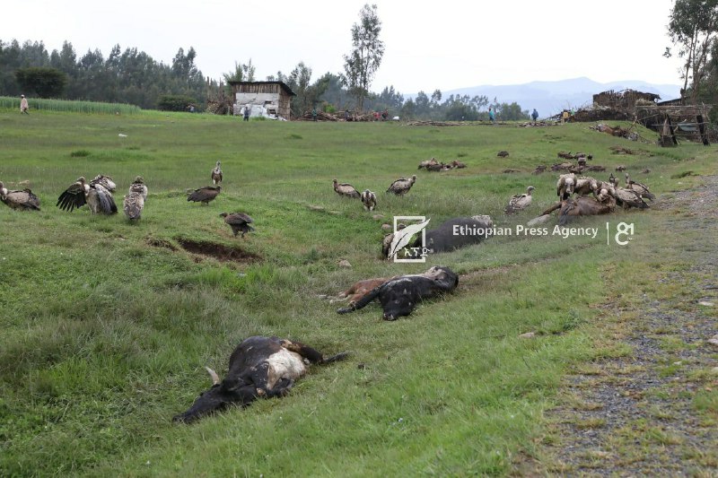 GazettePlusET's tweet photo. #TPLF publicly declared war on innocent civilians saying will "settle a score on people of Amhara". Its fighters destroyed livelihoods in both #Amhara and #Afar. The group now is using looted humanitarian fuel @WFP  to wage another war despite GoE's holding out an olive branch. https://t.co/EAXKoHv4I6