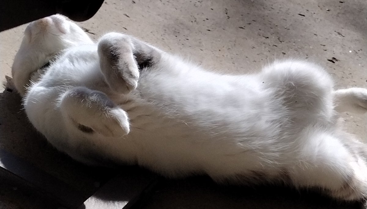GizmoWithHeart's tweet photo. Sunning.  #Gizmo #fluffytummy #catslover #catsontwitter #catsoftwitter #SUNNING https://t.co/lvQeG2LL41
