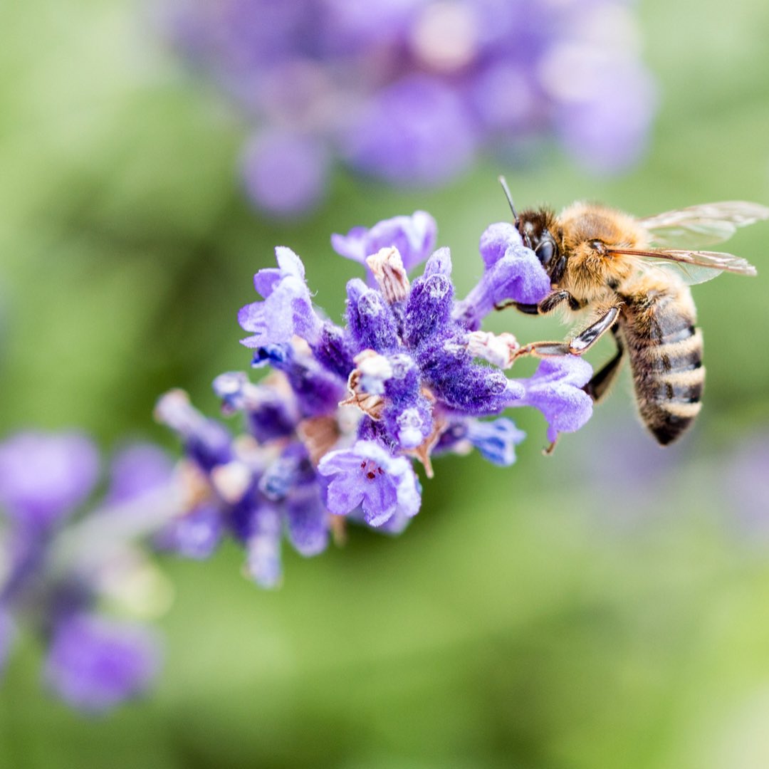 KAS_analytical's tweet photo. Demonstrate #lavender product aroma and purity using real data provided on a Certificate of Analysis using our professional #laboratory services. We routinely measure 10 lavender #terpenes, 57 #pesticides, 5 #mycotoxins and 4 heavy metals.Test your lavender with KAS today. https://t.co/Kmyp7wJrxB