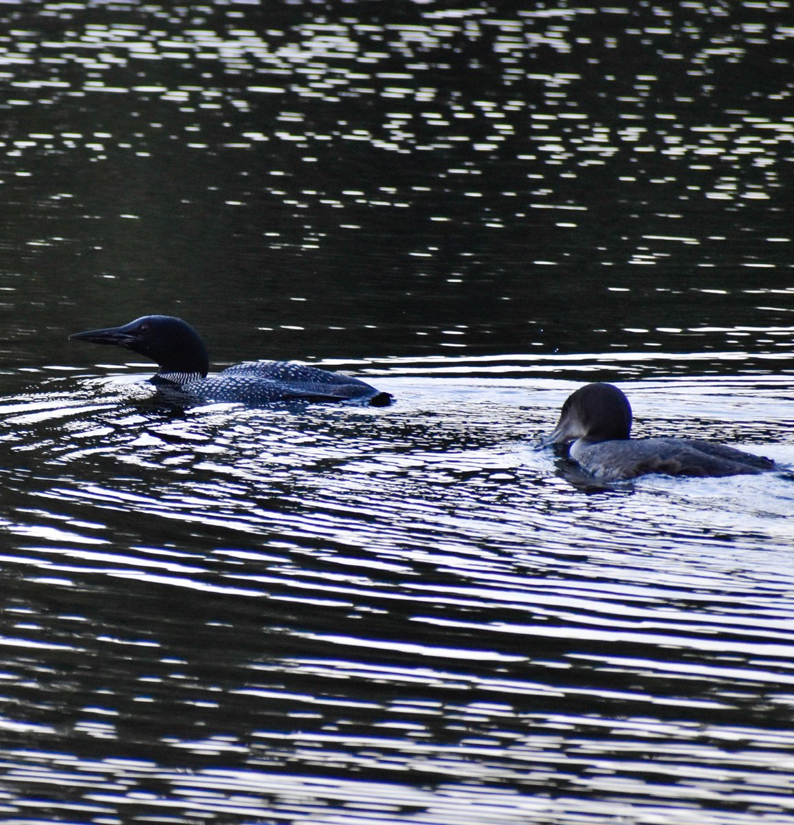 BiodiversityRI's tweet photo. Common Loons spotted in the field this week! Loon translocation is currently underway as loon chicks have reached about 9-11 weeks old. BRI’s loon team has kept busy coordinating the safe capture, transport, and release of chicks.
#LoonProgram #CommonLoons #BiodiversityResearch https://t.co/T2fIrz7JpS