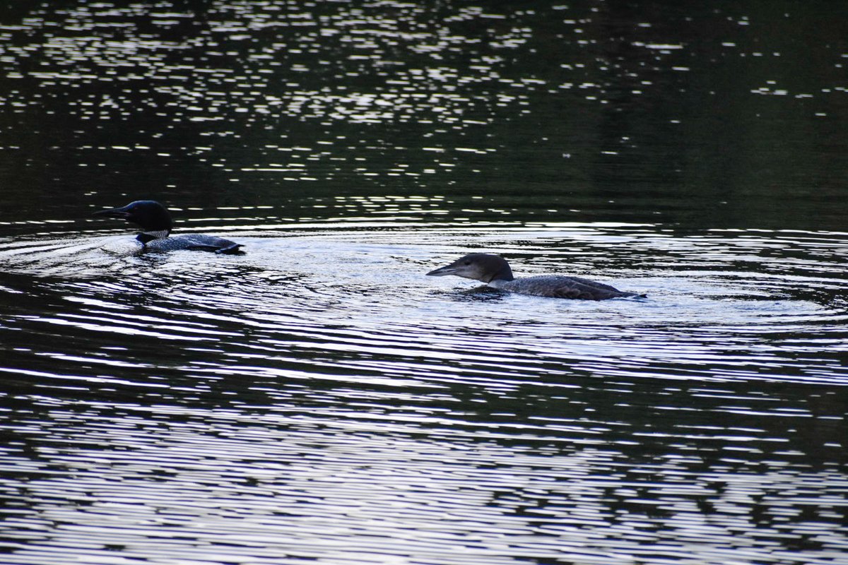 BiodiversityRI's tweet photo. Common Loons spotted in the field this week! Loon translocation is currently underway as loon chicks have reached about 9-11 weeks old. BRI’s loon team has kept busy coordinating the safe capture, transport, and release of chicks.
#LoonProgram #CommonLoons #BiodiversityResearch https://t.co/T2fIrz7JpS