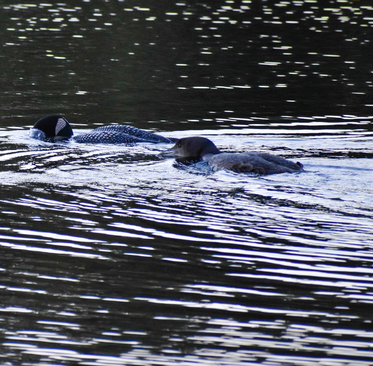 BiodiversityRI's tweet photo. Common Loons spotted in the field this week! Loon translocation is currently underway as loon chicks have reached about 9-11 weeks old. BRI’s loon team has kept busy coordinating the safe capture, transport, and release of chicks.
#LoonProgram #CommonLoons #BiodiversityResearch https://t.co/T2fIrz7JpS