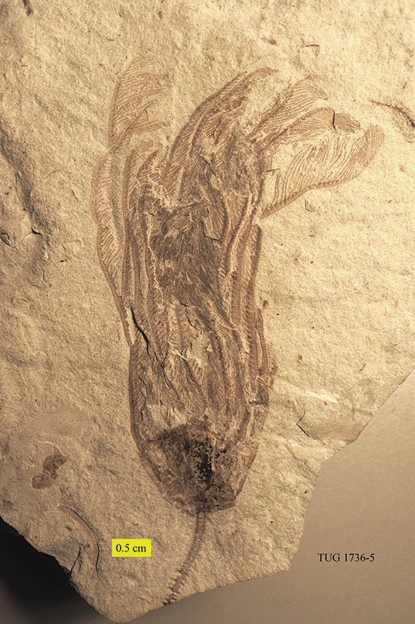 FossilBonanza's tweet photo. #CrinoidWeek The Kalana quarry is a double whammy in rarity due to its age (Silurian) and location (Estonia). As crinoids suffered a mass extinction at the end of the Ordovician-this site documents their gradual recovery.
https://t.co/8ydnugAfGv
#paleontology https://t.co/Grwn01Uid5
