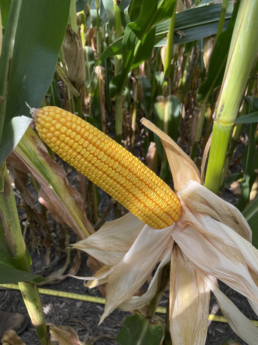 EricProHarvest's tweet photo. 8360 perfection. 🥰 ⁦@ProHarvestSeeds⁩ https://t.co/MTY6QVMwsY