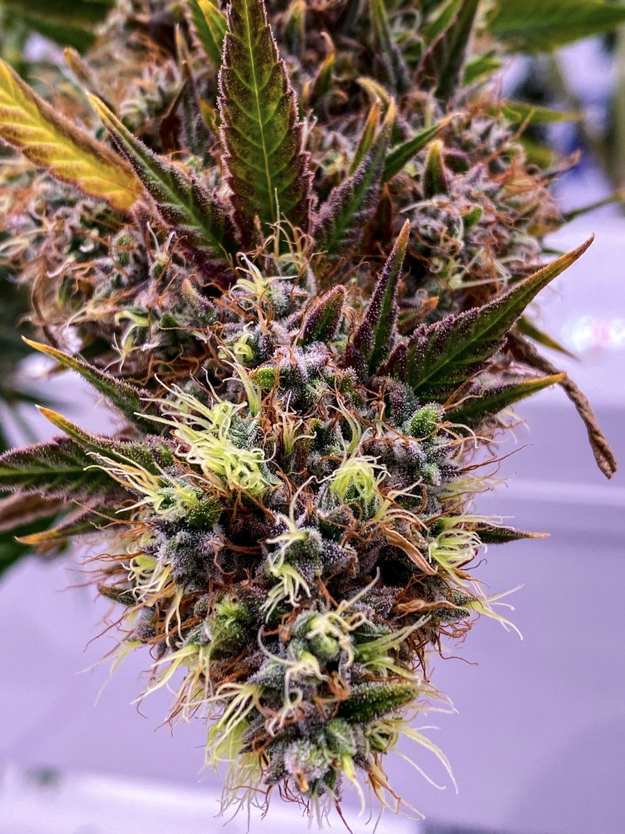 A G R I F Y tweet media