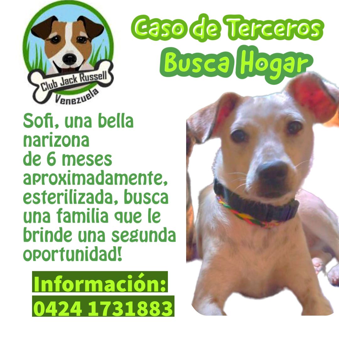 yaracalcagno's tweet photo. Adopta. Salva una vida. Cambia un destino. https://t.co/4sNBQ8GRwa