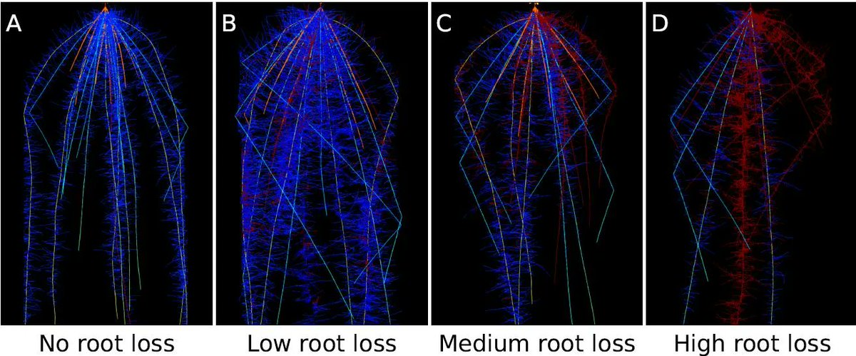 PlantPhys's tweet image. Modelling root loss reveals impacts on nutrient uptake and crop development (Ernst D Schäfer, Markus R Owen, Leah R Band, Etienne Farcot, Malcolm J Bennett, Jonathan P Lynch) buff.ly/3wMQdnf @ASPB #PlantSci