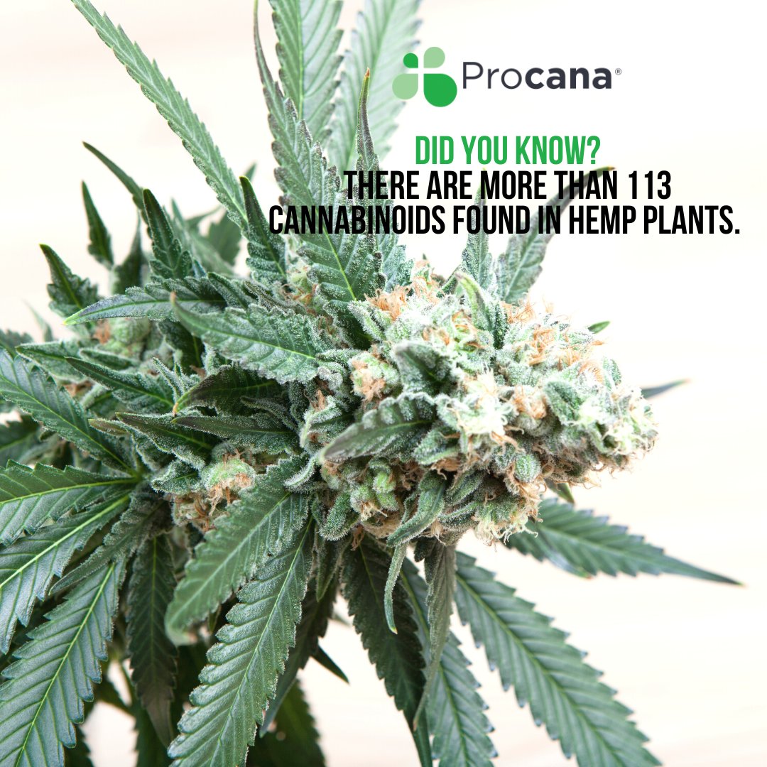 procana's tweet photo. Did you know more than 113 cannabinoids are found in cannabis/hemp plants? 😲 
Learn more at https://t.co/Ca5Dsui2vU or click the link in our bio. 

#procana #procanacbd #cbd #cbdoil #cbdmovement #cbdlifestyle #cbdlife #cbdhealth #cbdwellness #healthandwellness #wellness https://t.co/d2upDOsGPM