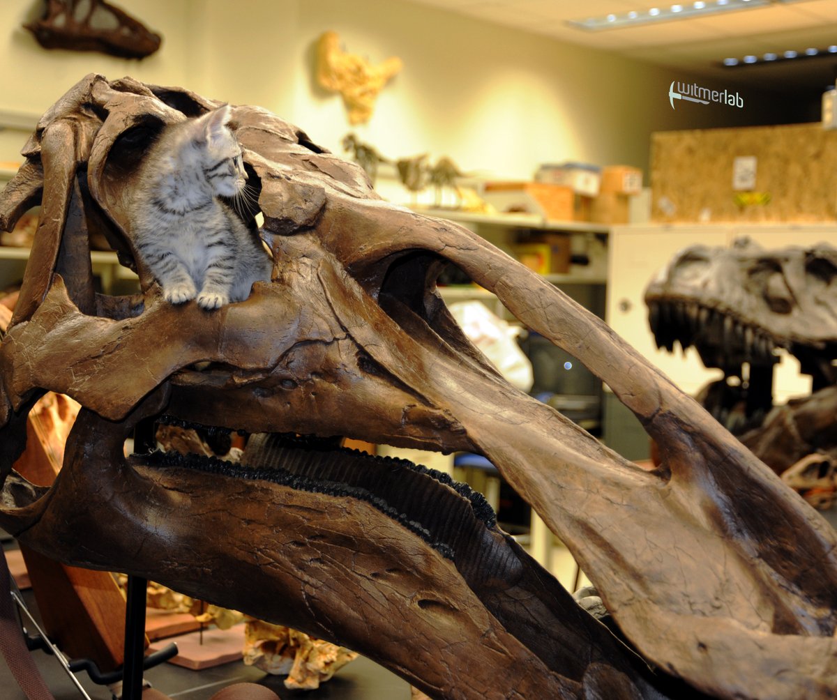 WitmerLab's tweet photo. Got the following message today on our FB page from a follower in the UK, and I couldn't agree more:

"Dear WitmerLab.... as the world is going to hell in a handcart, is there any chance of any more pics of kittens and dinosaurs? Thank you.."

#PinkysDinosaurAdventure https://t.co/CYvbsOpAYR