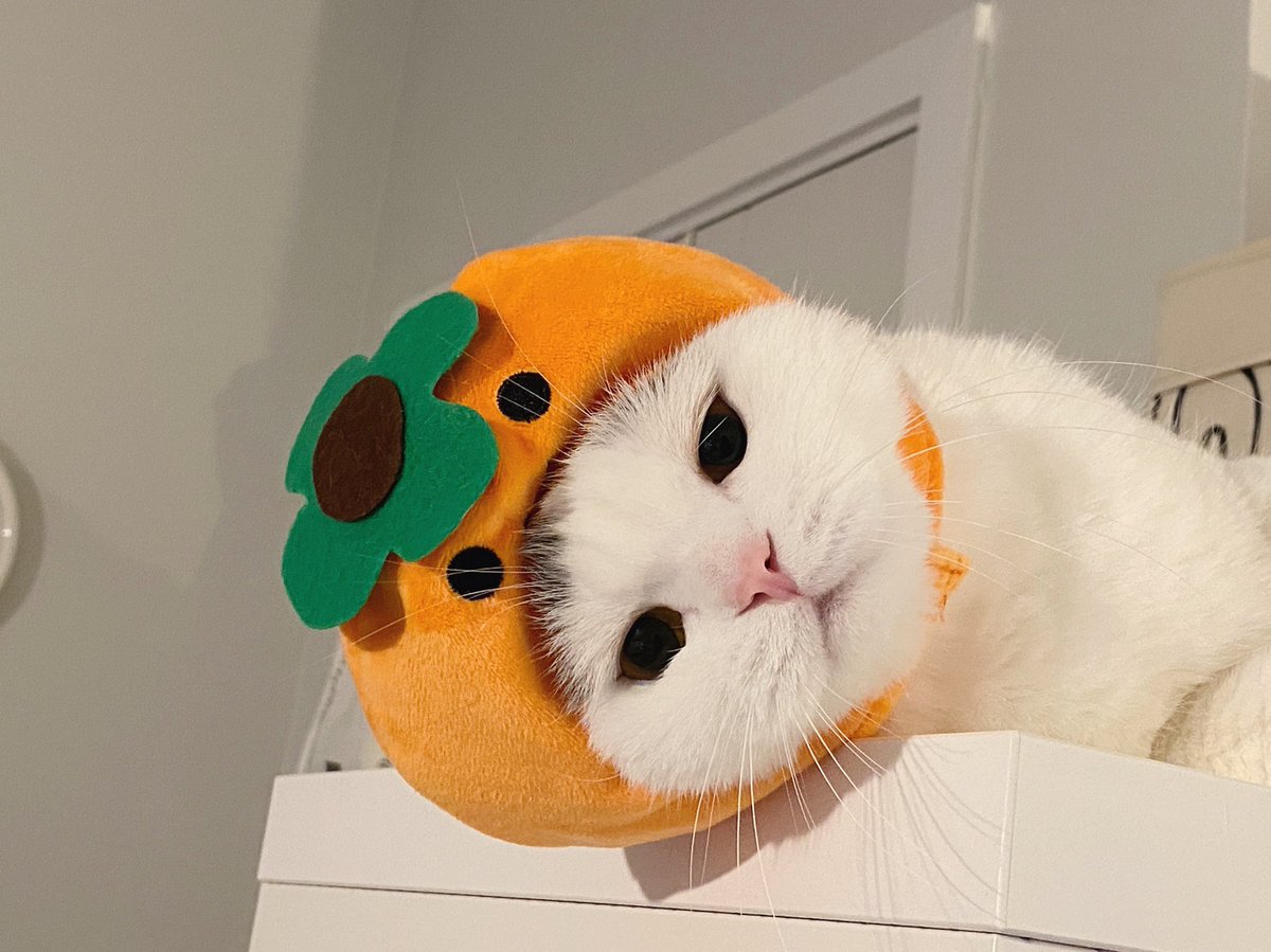 jiewliewnjiggo's tweet photo. สวัสดีวันแมวจ้ม 🍊 https://t.co/96QttixBzl