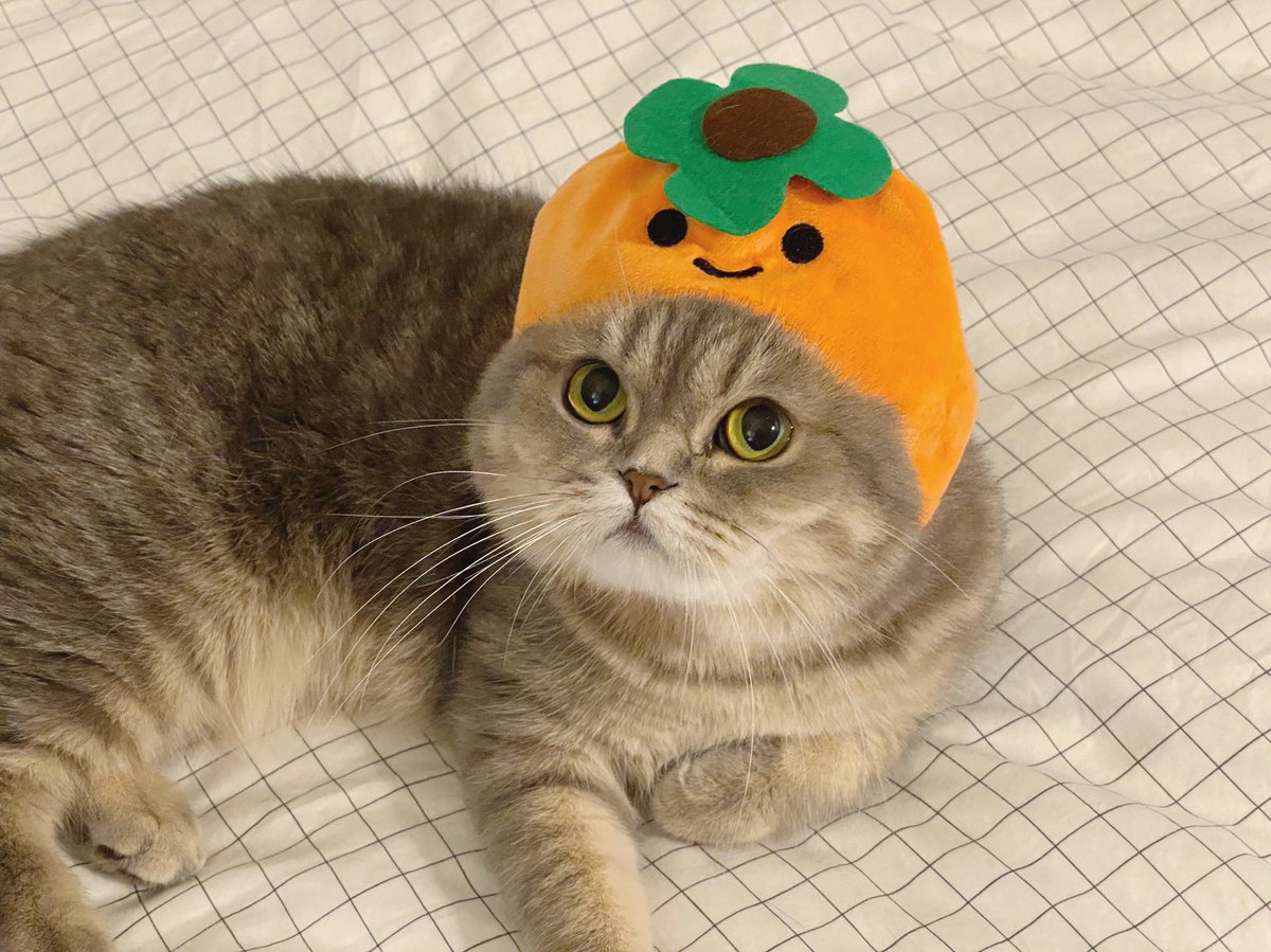 jiewliewnjiggo's tweet photo. สวัสดีวันแมวจ้ม 🍊 https://t.co/96QttixBzl