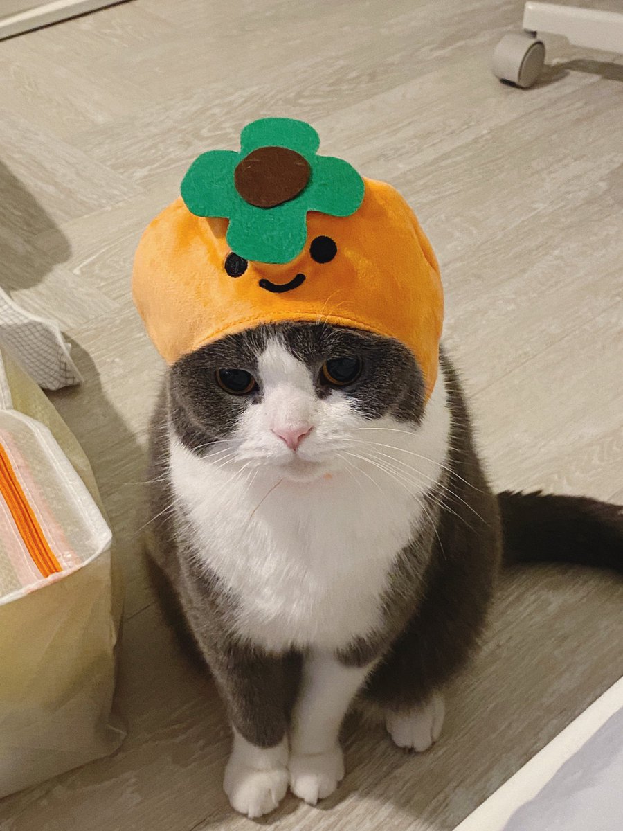 jiewliewnjiggo's tweet photo. สวัสดีวันแมวจ้ม 🍊 https://t.co/96QttixBzl