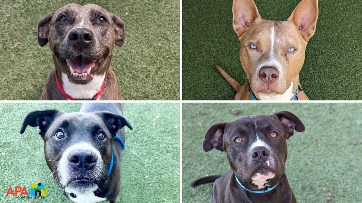 APAofMO's tweet photo. Dear Twitter,

You all have been excellent in helping us find pets homes quickly this week. And these four could use an RT.

APA's longest residents include Tess (since 7/18), Rikku (since 7/26), Soda (since 8/1) and Pierre (since 8/3).

⤵️ https://t.co/LLJFTdew90