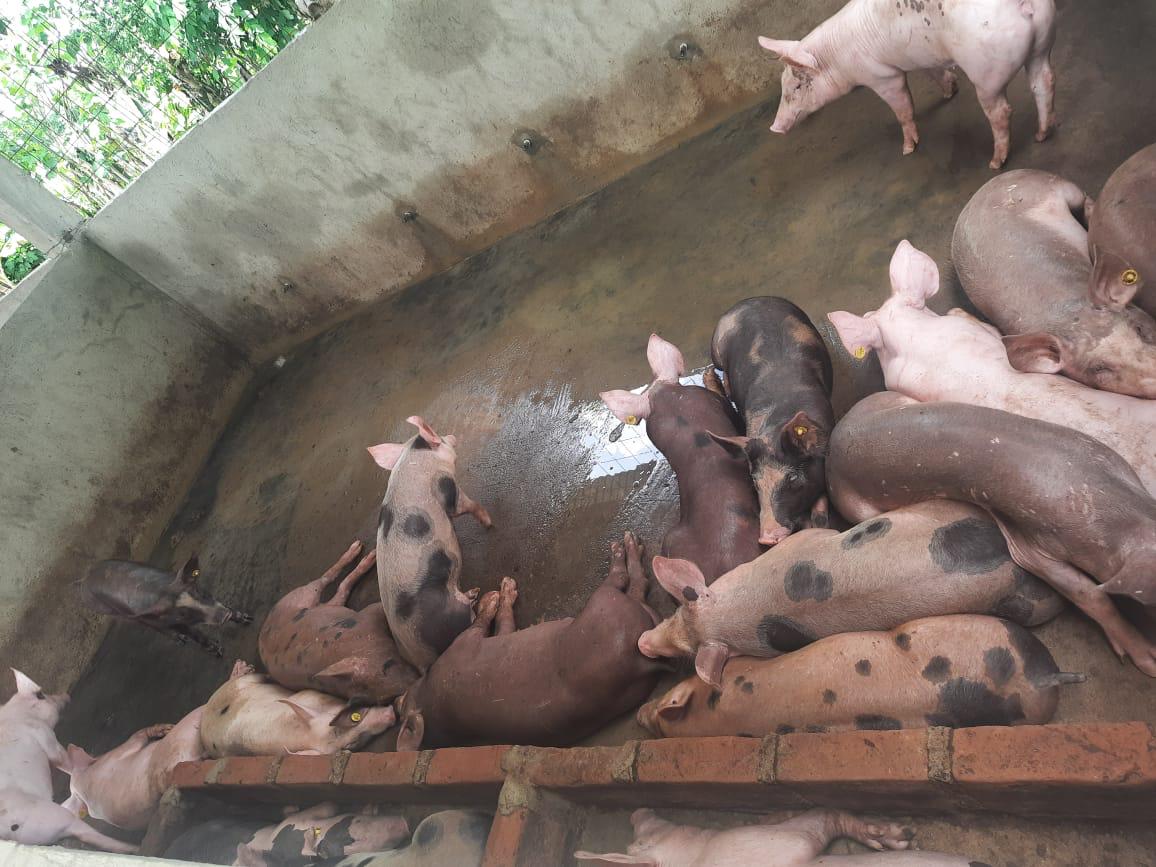 UnidadVictimas's tweet photo. La @UnidadVictimas y la @FAO_Colombia hicieron entrega de unidades productivas al Sujeto de Reparación Colectiva #PalenqueDeSanBasilio - #LaBonga en #Mahates (#Bolívar), dando cierre a una medida de restitución de su plan integral. #UnidosPorLasVíctimas🫂 https://t.co/yquo1AP7EB