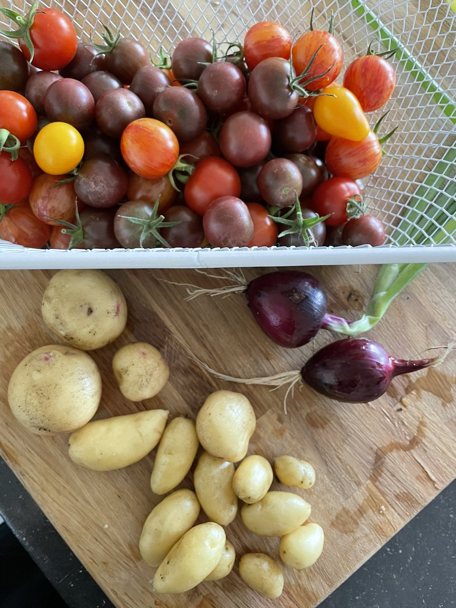 missd4xx's tweet photo. so next year I’m going to focus less on growing cherry tomatoes, cause we have an ABUNDANCE 🤣 https://t.co/DnKraWOBEr