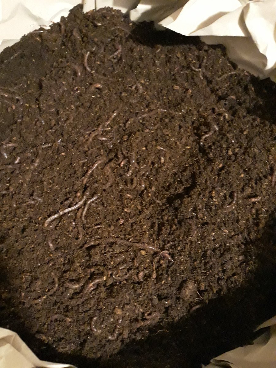 EloDesroziers's tweet photo. Et on se lance dans le #lombricompostage 🤞Nos petits vers sont arrivés aujourd'hui on vient de les installer dans la #wormbox ...update dans quelques jours et dans 9 mois pour notre première récolte de #lombricompost 🤗 @LeLombricompost des conseils ? https://t.co/TTbBc9Dnhl
