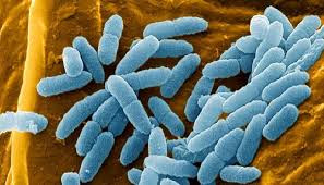 CFRI_CureCF's tweet photo. BLOCKING PD-1 PROTEIN ACTIVATION MAY RESULT IN BETTER BACTERIA ELIMINATION
An international study found that elevated levels of PD-1 protein in #macrophages are linked with #LungDisease, #LungInflammation and infection in children with #CysticFibrosis.
https://t.co/iqoMXyIdR9! https://t.co/bkB1jzk7GF