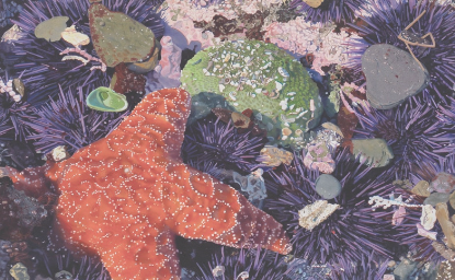 SamoFund's tweet photo. The Ocean/Mountain Art Exhibit &amp; Sale is from Sept 2-Sept 28 9am-4pm at Anthony C Beilenson Interagency Visitor Center in Calabasas, CA. A portion of the funds from art sales will be donated to continuing art and cultural programs in the park!
More info: https://t.co/9WUy8bUu4k https://t.co/1a5ZyhyYPf
