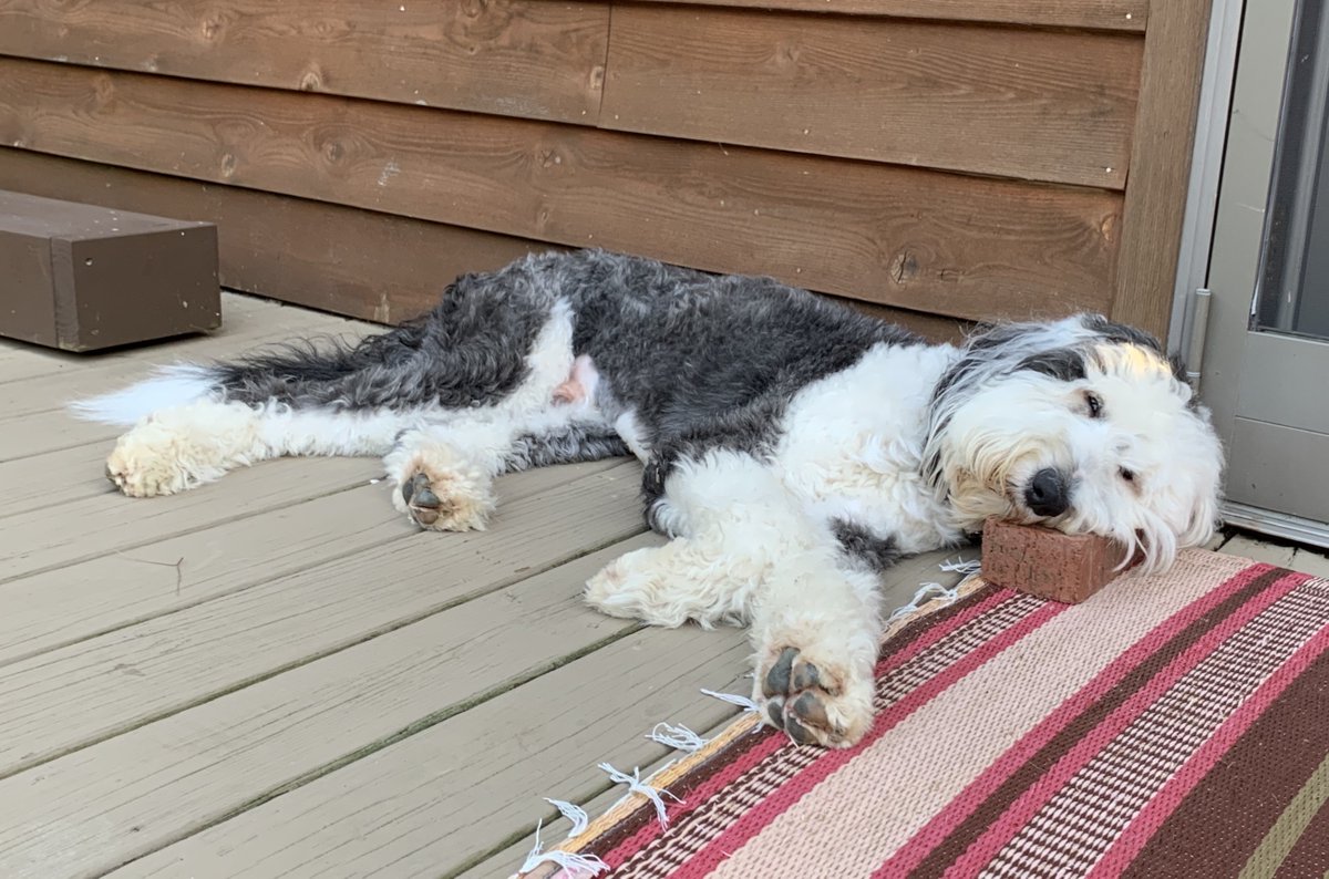 vanversusdog's tweet photo. So tired from the heat, you can sleep like a rock or on one at the cabin. 

#sheepadoodle #roadtrip #pottercountypa #dogsofinstagram https://t.co/PVNCQFR01W