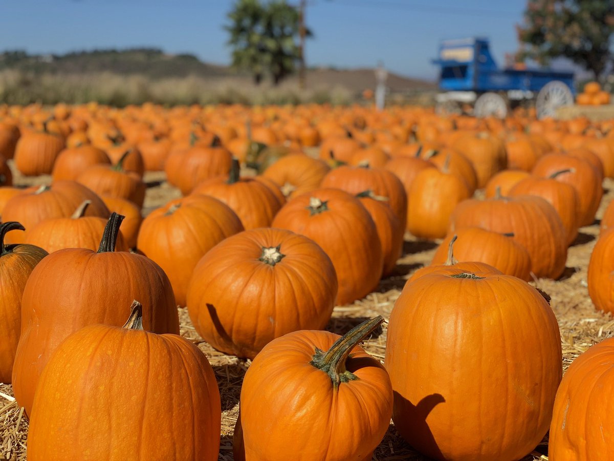 UnderwoodFarms's tweet photo. It's September! 1 month from today, our 25th Annual Fall Harvest Festival returns daily from Oct 1 - 31! 𝗢𝗻-𝗹𝗶𝗻𝗲 𝘁𝗶𝗰𝗸𝗲𝘁𝘀 𝗢𝗡𝗟𝗬 𝗼𝗻 𝘄𝗲𝗲𝗸𝗲𝗻𝗱𝘀. 3 entry time-slots available. Must have a ticket for entry on weekends! Weekday tickets are at the gate only. 🧡🎃 https://t.co/z5Mv0NDdBQ
