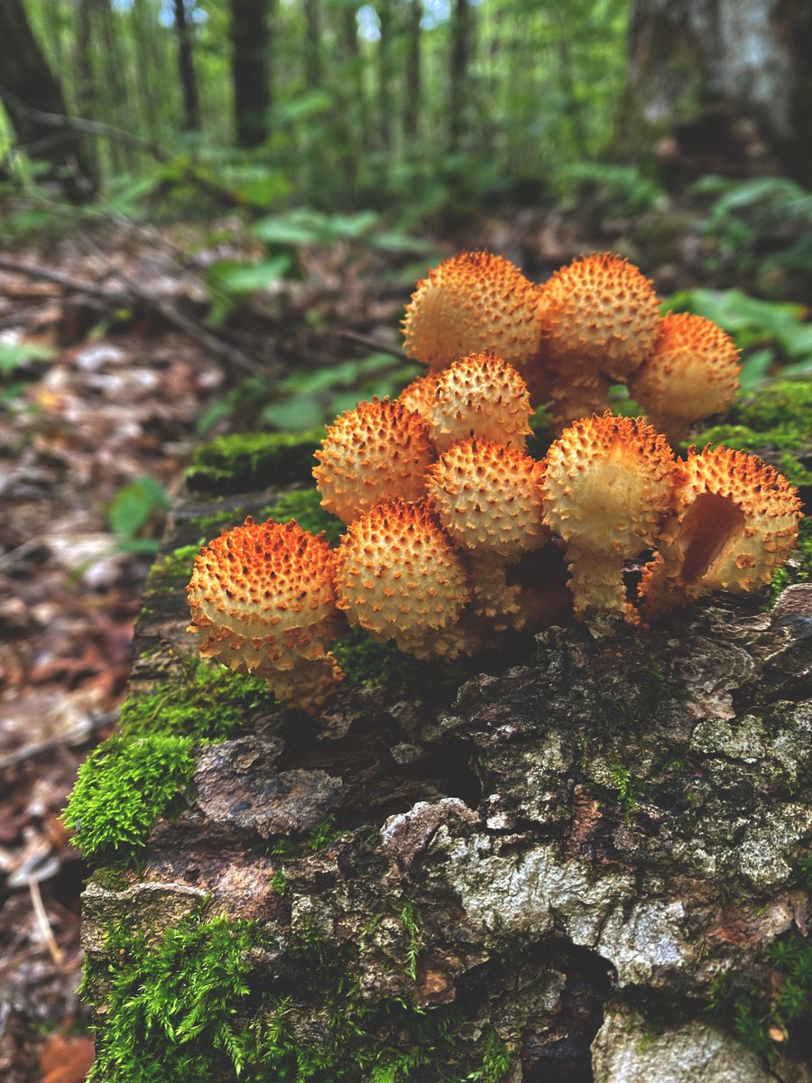 September is National Mushroom Month! 🍄 We are always keeping our eyes peeled for fantastic fungi in Kawartha Highlands. How fascinating is this cluster of Pholiota mushrooms?