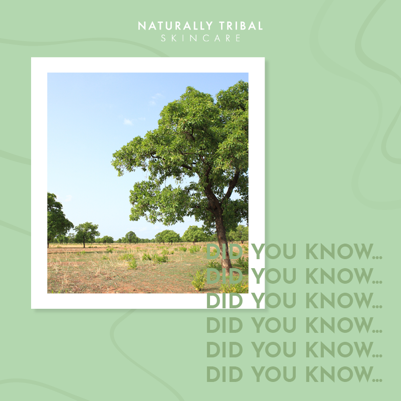 NaturallyTiwa's tweet photo. #DidYouKnow that around 8 MILLION Shea trees are lost each year across #WestAfrica? 😞

But, we're taking action!

We're joining @GlobalShea in their commitment to replant 10 million #SheaTrees by 2031, which will include our 16 acres of land in the Kingdom of Essan 🙌🏽 https://t.co/gBR7OhSuJt