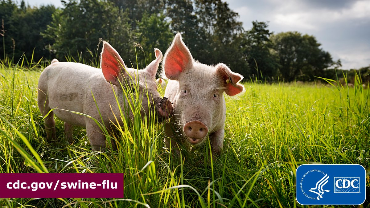 CDC confirmed the 5th human infection of 2022 with a flu virus that typically spreads in pigs. Infections like this one are rare and usually happen after exposure to pigs. This person attended an agricultural fair where pigs were present. More: bit.ly/2AfIS02