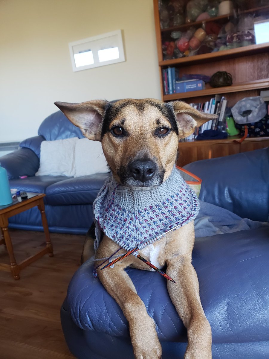 My destressing is manifesting in the form of hand-knitted dog sweaters.