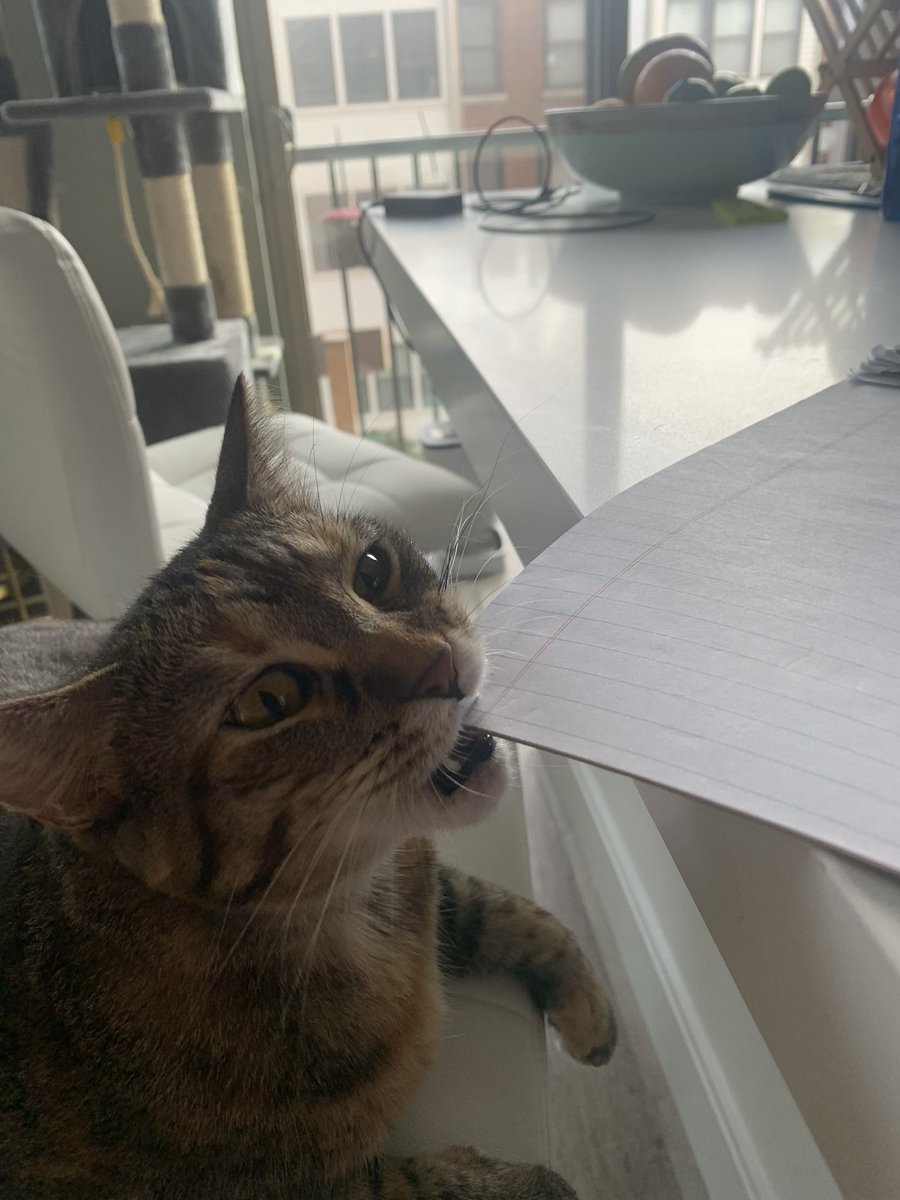 kuathekitty's tweet photo. yomy papor ! https://t.co/z5KYyERym0