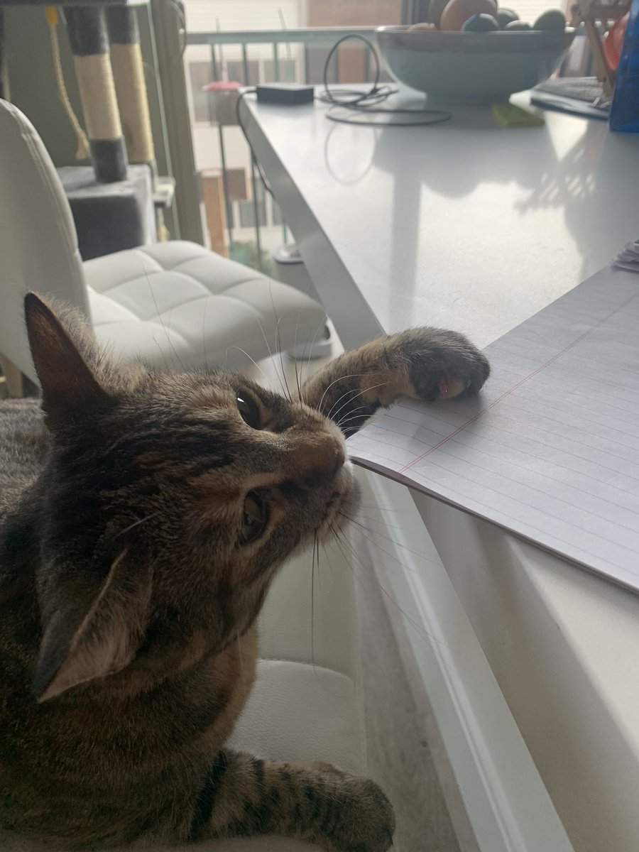 kuathekitty's tweet photo. yomy papor ! https://t.co/z5KYyERym0