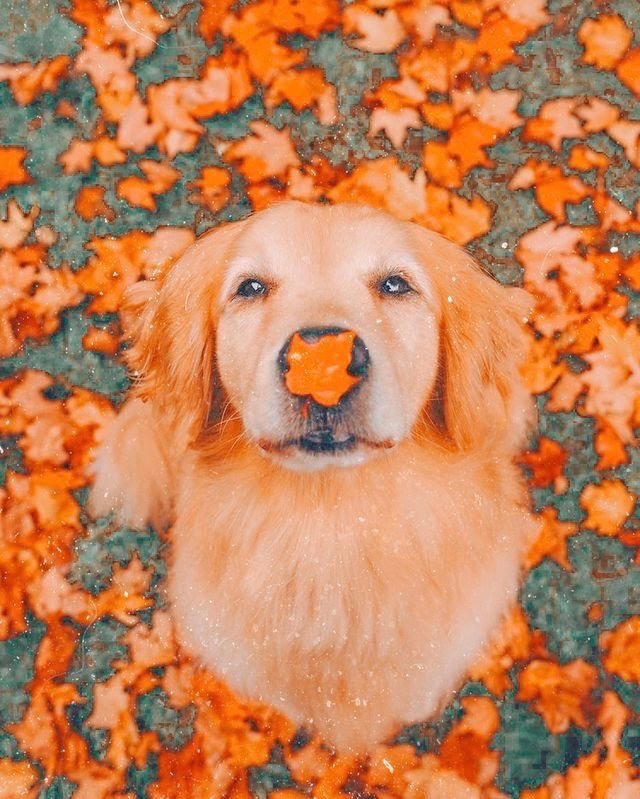 pureearthpets's tweet photo. Check out our newest blog post for our Healthy &amp; Sustainable Dog Treat Recipe Roundup (Fall Edition)!

Try one of the treats mentioned? Tag us and let us know how your pup loves it! 

.⁣
.⁣
.⁣
.⁣
.⁣
#sustainablestyle #pepboxpets #savetheplanet #zerowaste #plasticfr https://t.co/52MLhFn6cC