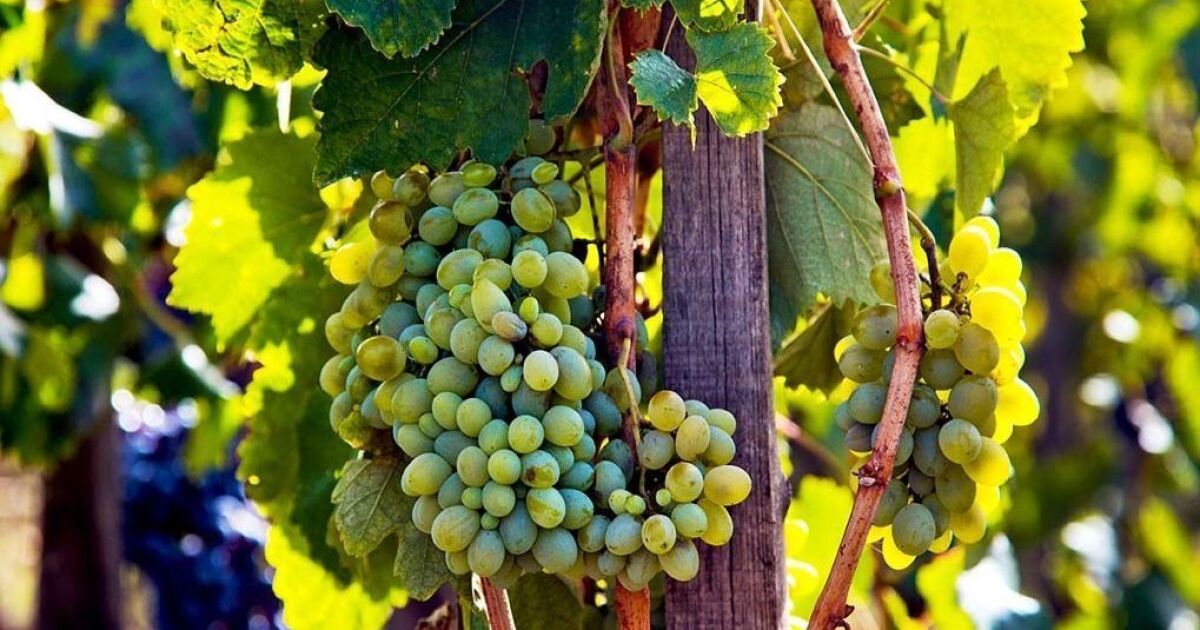 Mother nature is getting those grapes ready... and we've got some great wines arriving this month! See our September newsletter and find out about a unique Portuguese sampler, some super tasting events ahead, and more. conta.cc/3KAMoHt