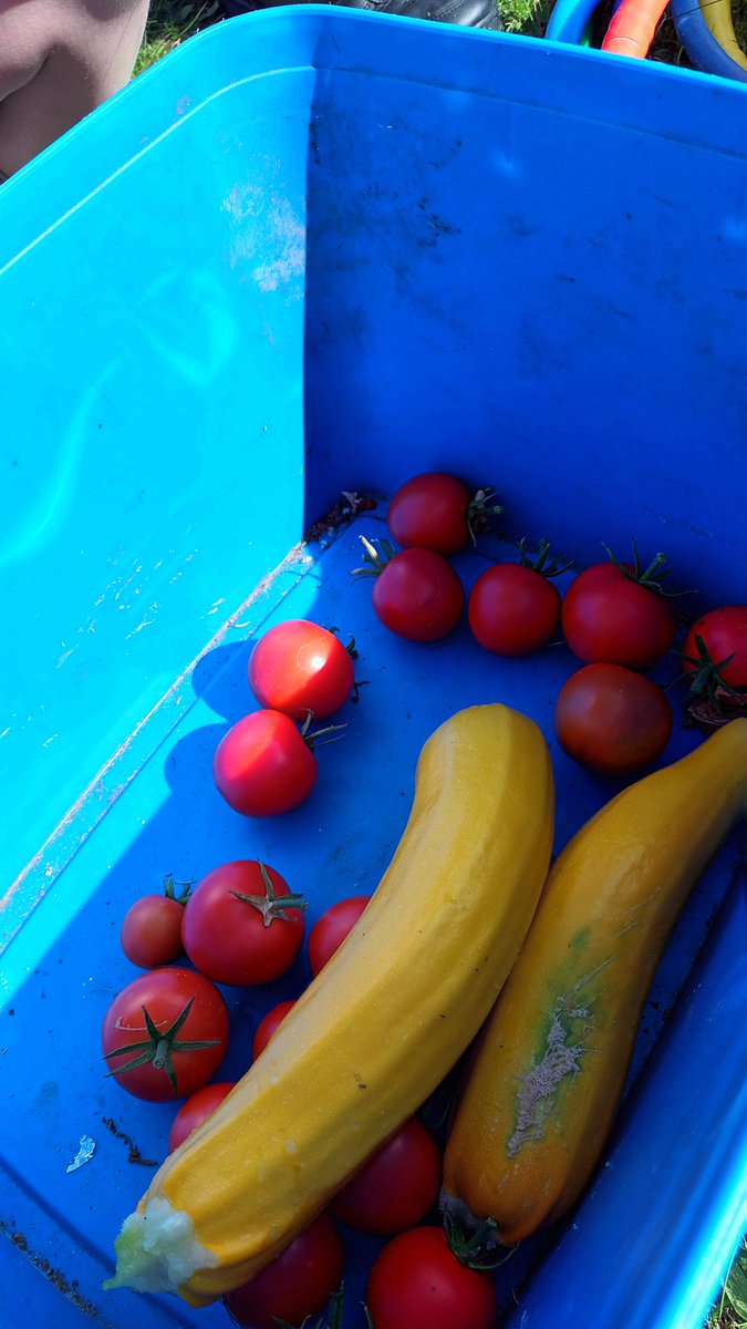 NethermillPS's tweet photo. Some polytunnel and apple tree produce 🍅🍎🥒 https://t.co/t6Ljbrd7sE