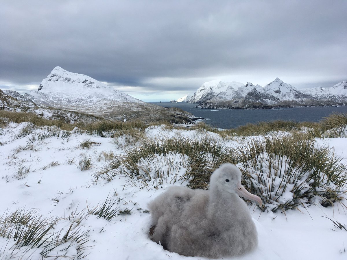 imogen_a_lloyd's tweet photo. It’s a special time of year on the island when we get to help ring all the Wanderer chicks!

All these giant fluffballs now have a unique ring to help us identify them when they come back to breed!

@BAS_News #birdisland #southgeorgia https://t.co/aDga2NkU8Y