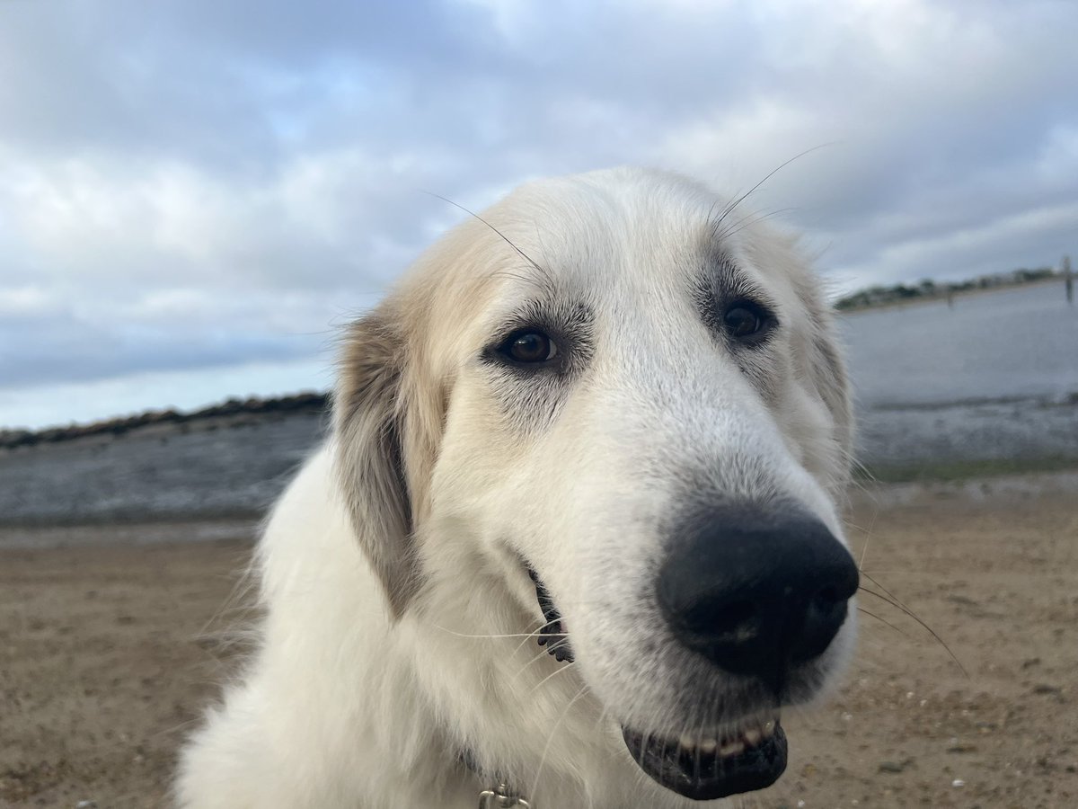 Luke Robinson, Yer Big Dog tweet media