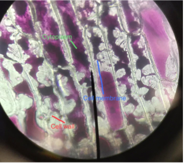 MarcusMrsD's tweet photo. The students demonstrated the effect of salt water on the plant cells by applying the principles of cellular transport. Great job with their skills of mounting the samples and investigating. @MHS9th https://t.co/NNtt5778ni