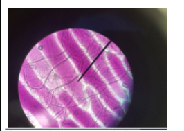 MarcusMrsD's tweet photo. The students demonstrated the effect of salt water on the plant cells by applying the principles of cellular transport. Great job with their skills of mounting the samples and investigating. @MHS9th https://t.co/NNtt5778ni