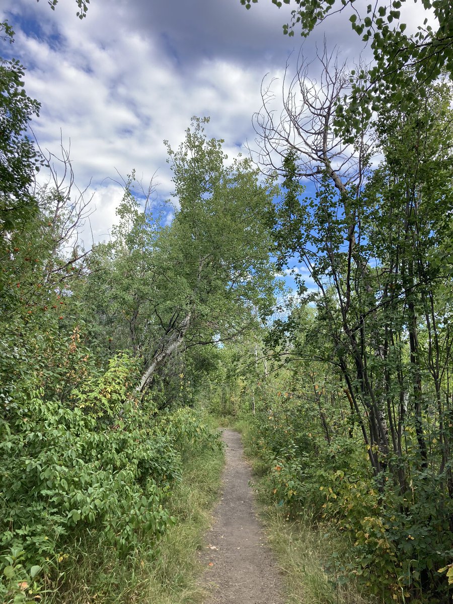 Hey #yeg, if you can take a coffee break outside, it’s a pretty great day to do that.  Leaves are falling, let’s enjoy the show.