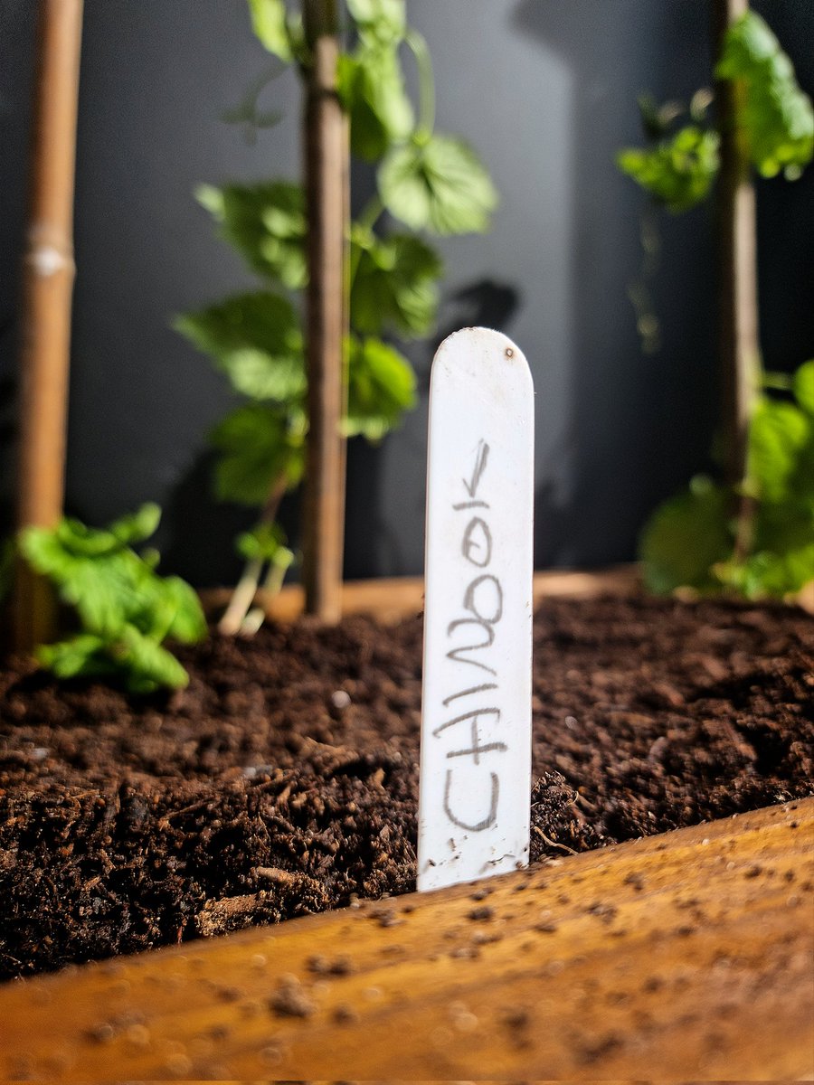 Ready to Come Green?

🟢🍺

On Sunday 11th we're brewing our annual green-hopped pale for the RH Festival 

WE WANT YOUR FRESH, JUICY HOPS 😍

Why not join us? You'll get snacks, a free beer, &amp; have a hand in the brew process

 Truly drinking local!

#beer #hops #Notts #realale