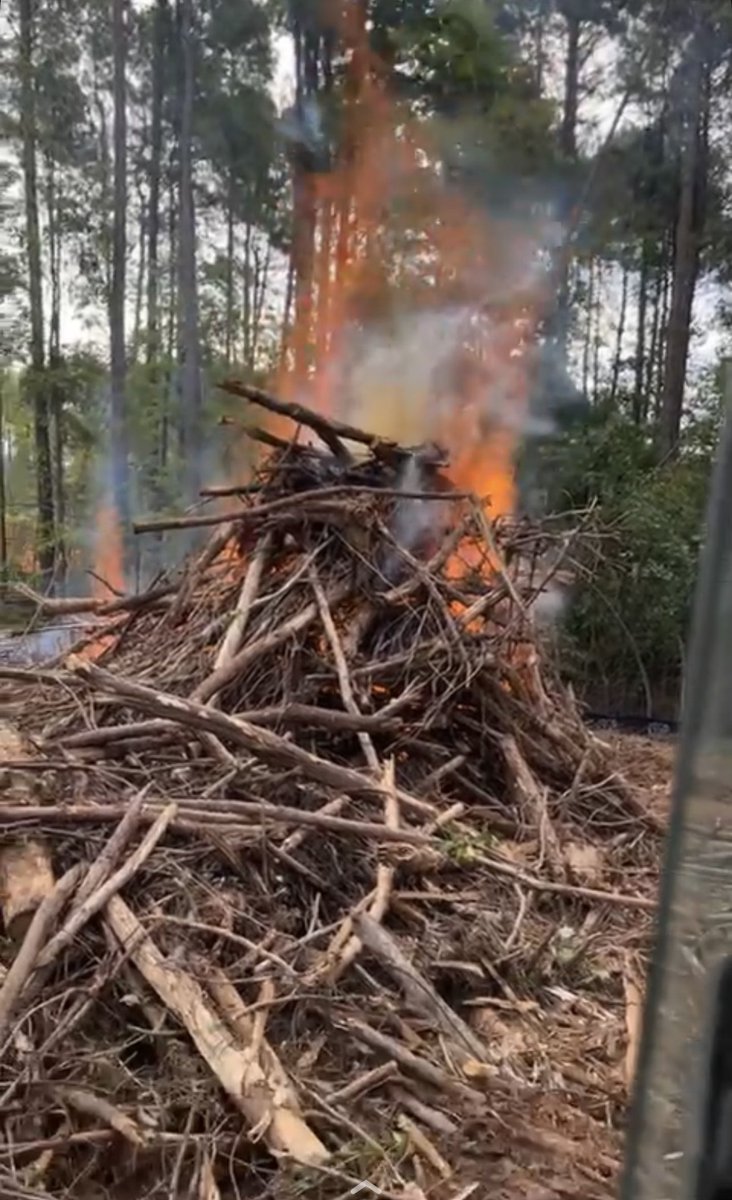 djloggingnc's tweet image. Burning brush lately 🔥
-
#DandJLogging #clearing #burning