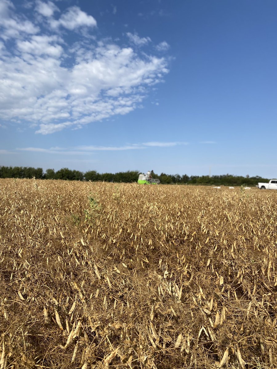 SaskPulse's tweet image. Harvest of pea plots and breeder seed increase over at @Limagrain today