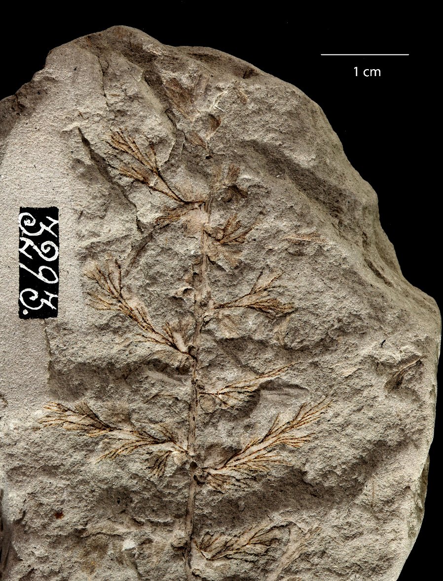 Botanical_'s tweet photo. *#AJB Accepted Article*

New information &amp; family relationship (Hymenophyllaceae) for the #fossil #fern genus Acrostichopteris Fontaine &amp; a new species from the Lower Cretaceous (Albian) of Spain (by @juskog &amp; Luis Miguel Sender) https://t.co/WVnSE7h15M #botany @wileyplantsci https://t.co/PYVOJohEZU