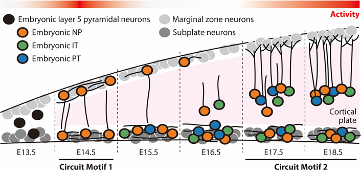 bharioke's tweet photo. New insights into the embryonic development of pyramidal neuron circuits, with links to autism! @MartinMunz2 and I are excited to share our preprint of our second collaboration. 

A thread follows... (1/12)

Thanks very much to @IOB_Roska and our collaborators at @IOB_ch https://t.co/BDRD4094cy