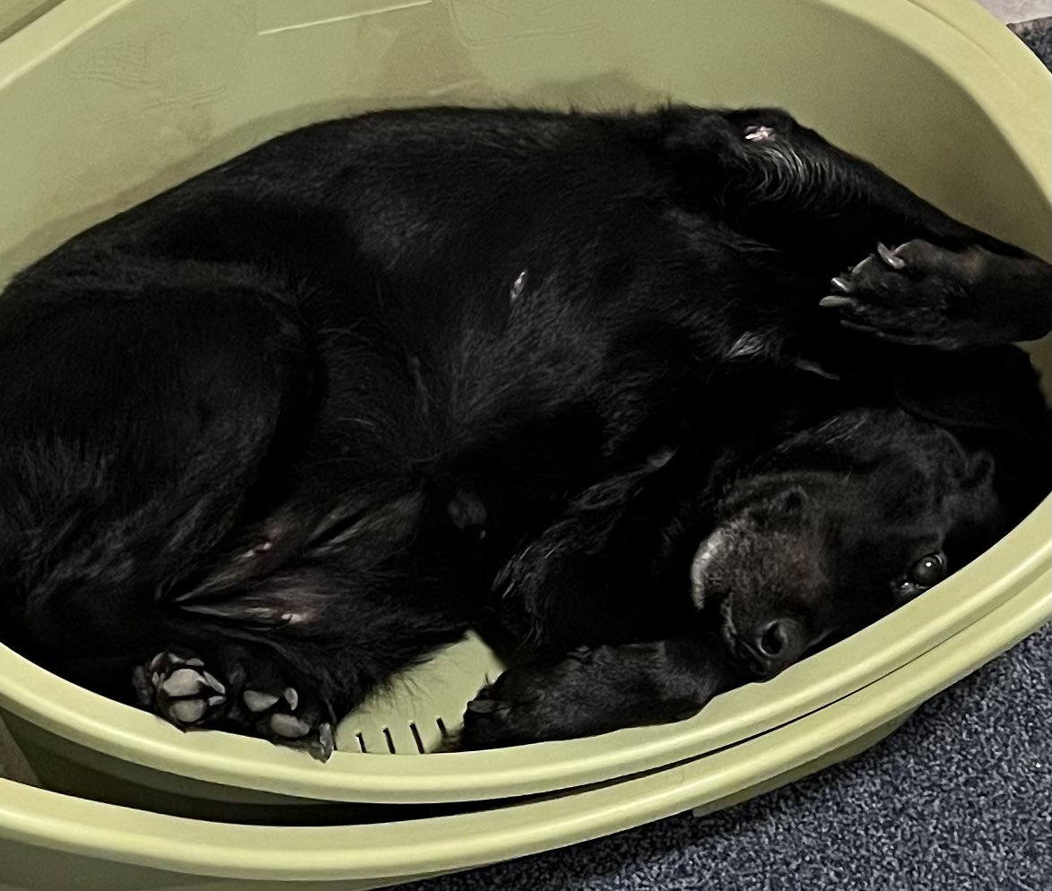 When you feel the need to just lounge somewhere that is far too small for you.