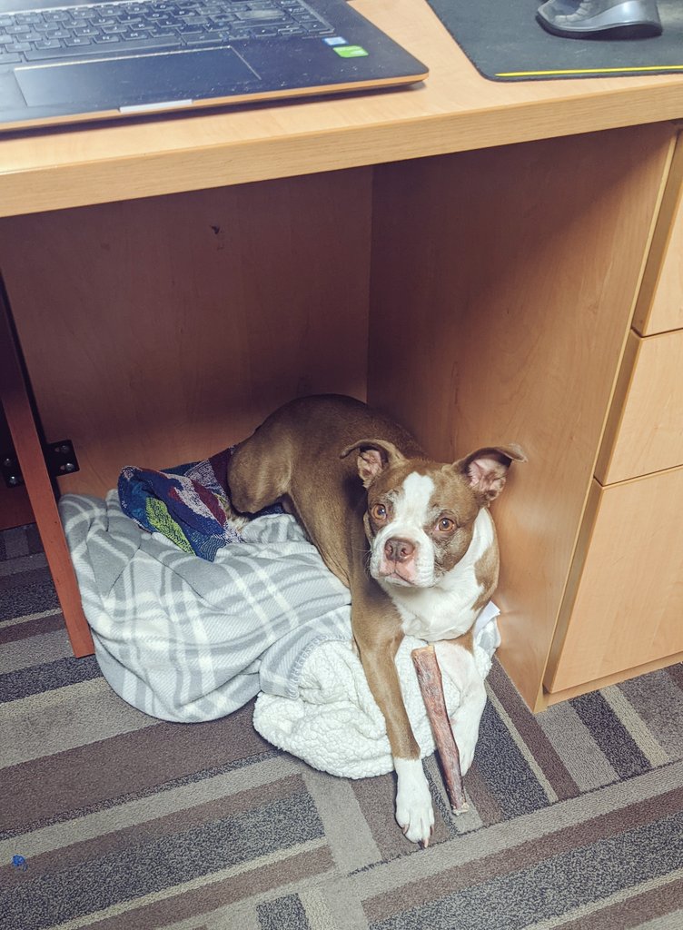DevonBortscher's tweet photo. I have a new Chief Executive Foot Warmer at the office!
#DogsAtWork #Luna #OfficeDog https://t.co/hnBl7XpQf6