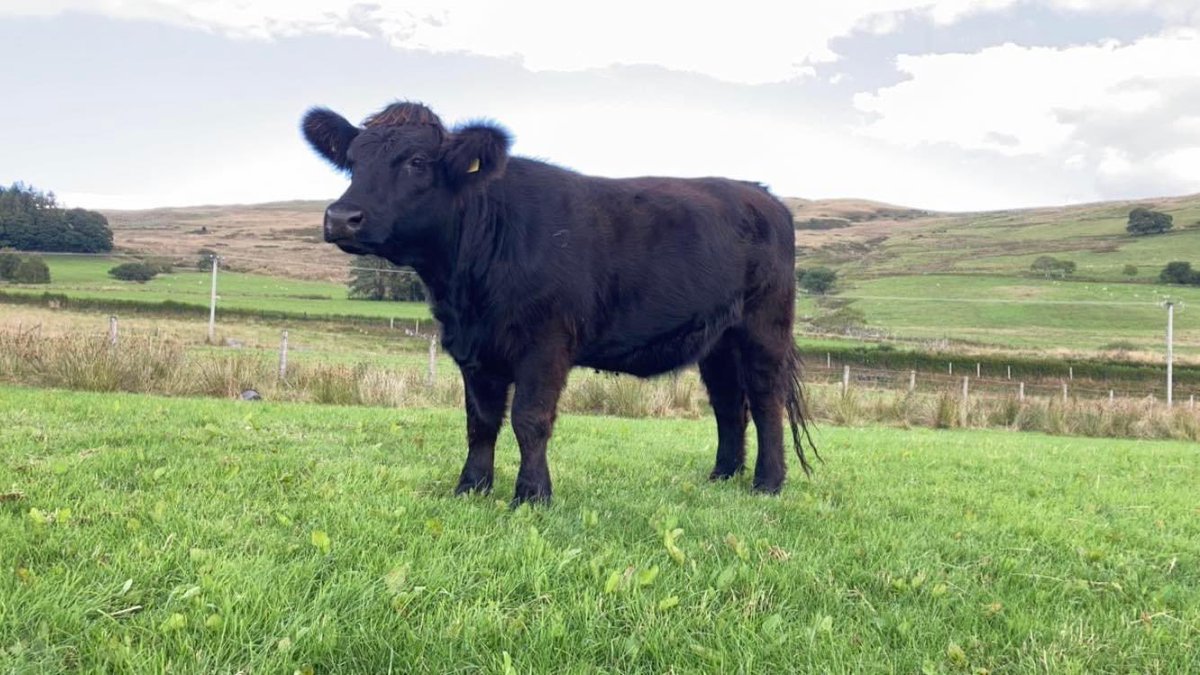 Fory, Dydd Gwener Medi 2il.
Tomorrow, Friday 2nd September Farmers Marts Dolgellau. 
Lot number 120+121. Pedigree, Johnes level 1, BVD gold, ideal for breeding. 
Lot number 122. Pedigree, Johnes Level 1, BVD gold, ideal for breeding. 
G Jones a’i Meibion Hafod yr Esgob Isaf.
